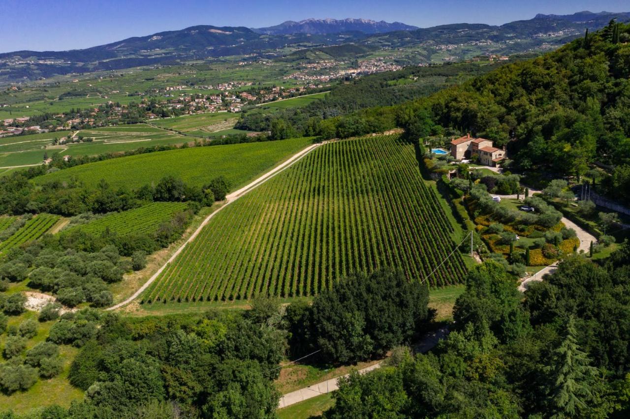 Vitis *