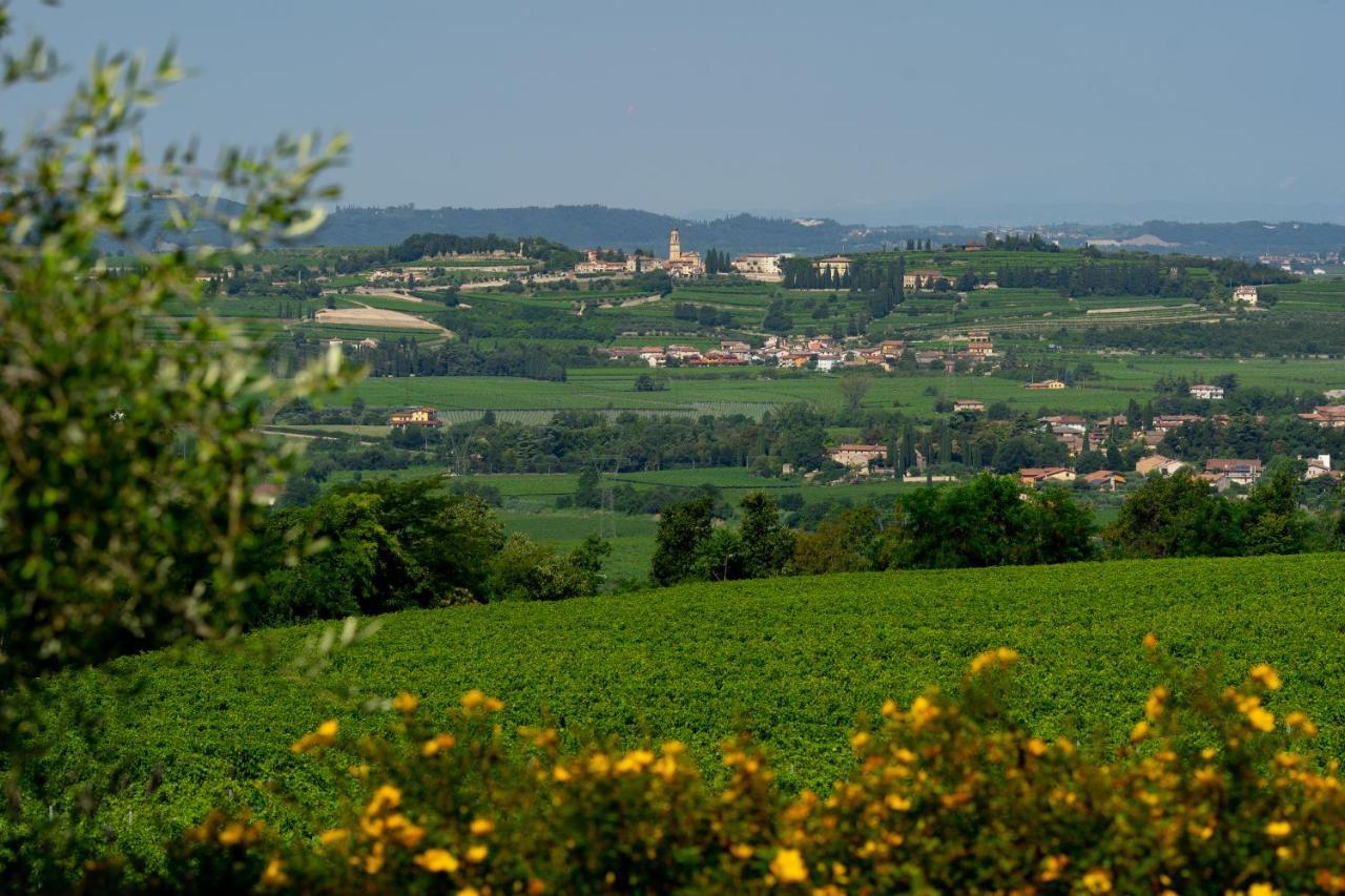 Lodge Vitis